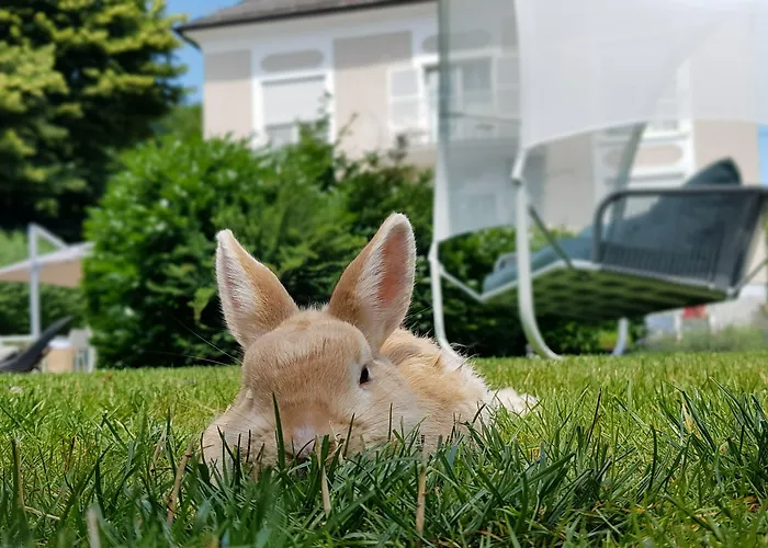 The Little