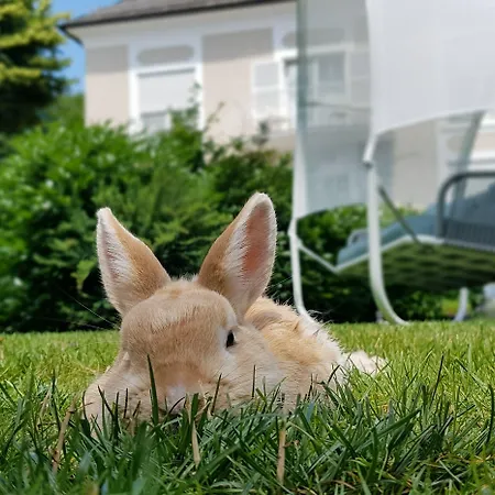 The Little
